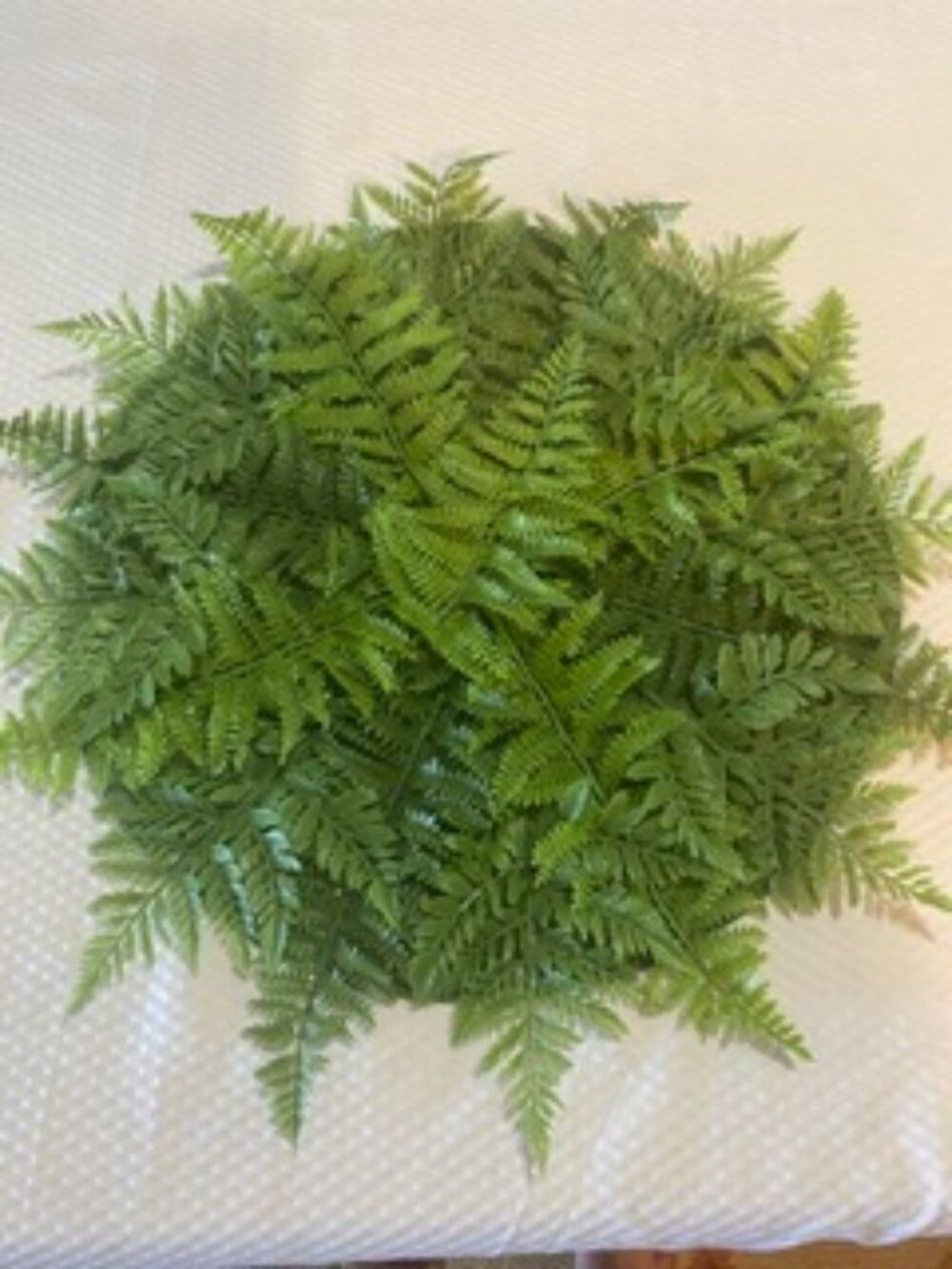 Pier 1 Fern Placemats Set of 4 NEW!